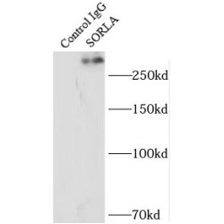 SORLA Antibody