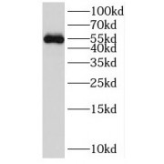 Western blot analysis of Mouse colon tissue, using SOX10 antibody (1/400 dilution).