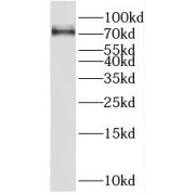 WB analysis of K-562 cells, using SP2 antibody (1/300 dilution).