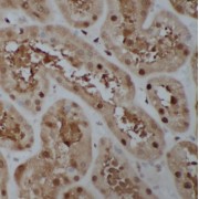 IHC-P analysis of human testis tissue, using SPACA1 antibody (1/50 dilution).