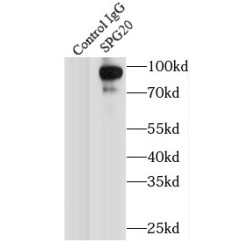 Spartin, SPG20 Antibody