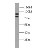 WB analysis of NIH/3T3 cells, using Spartin, SPG20 antibody (1/1000 dilution).