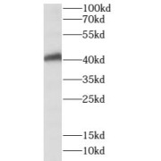 WB analysis of human testis tissue, using SPATA22 antibody (1/500 dilution).