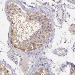Spermatogenic Leucine Zipper Protein 1 (SPZ1) Antibody