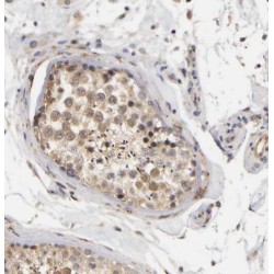 SRC 1 Antibody