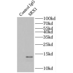Sulfiredoxin (SRX1) Antibody