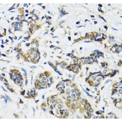 Single Stranded DNA Binding Protein 1 (SSBP1) Antibody