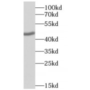 WB analysis of Rat liver tissue, using ST3GAL3 antibody (1/1000 dilution).