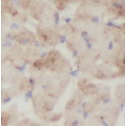 ST8SIA2-Specific Antibody
