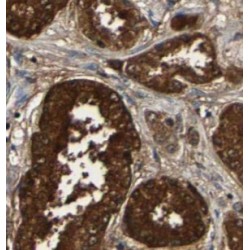 STAM-Binding Protein (STAMBP) Antibody