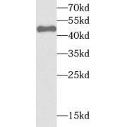 WB analysis of mouse brain tissue, using STAMBP antibody (1/1000 dilution).