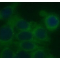 StAR Related Lipid Transfer Domain Containing 5 (STARD5) Antibody