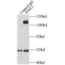 Signal Transducer And Activator of Transcription 2 (STAT2) Antibody