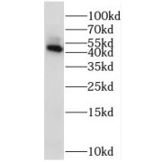 WB analysis of HepG2 cells, using STK32B antibody (1/500 dilution).