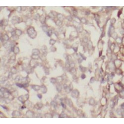 Stomatin (STOM) Antibody