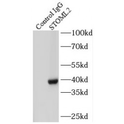 Stomatin Like 2 (STOML2) Antibody