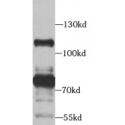 WB analysis of A549 cells, using STRN antibody (1/1000 dilution).