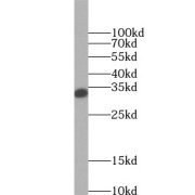 WB analysis of human liver tissue, using SULT2A1 antibody (1/1000 dilution).