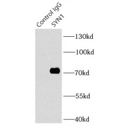 SYN1-Specific Antibody