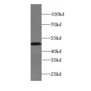 WB analysis of SH-SY5Y cells, using Synaptotagmin-4 antibody (1/500 dilution).