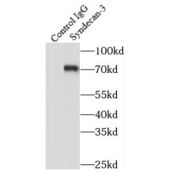 Syndecan 3 (SDC3) Antibody