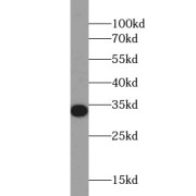 WB analysis of A549 cells, using Syntaxin 2 antibody (1/1000 dilution).