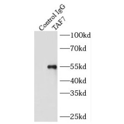 TATA-Box Binding Protein Associated Factor 7 (TAF7) Antibody