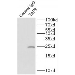 TATA-Box Binding Protein Associated Factor 9 (TAF9) Antibody