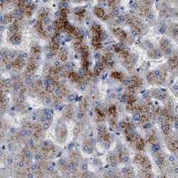 Serine/threonine-Protein Kinase TAO3 (TAOK3) Antibody