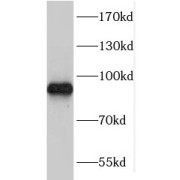 WB analysis of L02 cells, using TARSL2 antibody (1/1000 dilution).