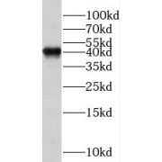 WB analysis of Sp2/0 cells, using SII-TFIIS,TCEA1 antibody (1/800 dilution).