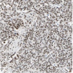 Transcription Elongation Factor A Like 7 (TCEAL7) Antibody