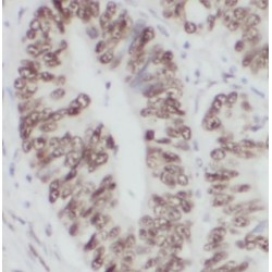 Transcription Elongation Factor B Subunit 2 (TCEB2) Antibody