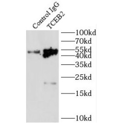 Transcription Elongation Factor B Subunit 2 (TCEB2) Antibody