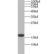 WB analysis of HeLa cells, using TCEB2 antibody (1/1000 dilution).