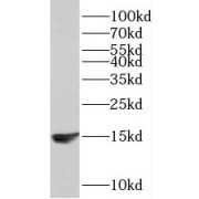 WB analysis of Raji cells, using TCL1A antibody (1/300 dilution).