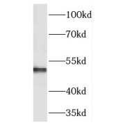 WB analysis of human brain tissue, using TEKT1 antibody (1/500 dilution).