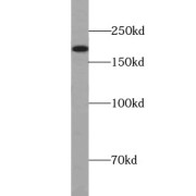 abx238603