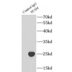 Transcription Factor A, Mitochondrial (TFAM) Antibody