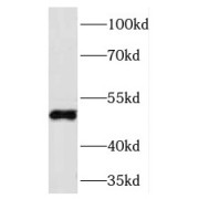 abx238619