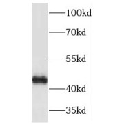 abx238620