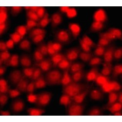 THAP Domain-Containing Protein 1 (THAP1) Antibody