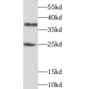 WB analysis of HEK-293 cells, using THAP1 antibody (1/1000 dilution).