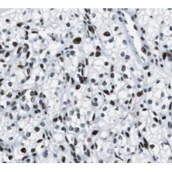 THO Complex 7 (THOC7) Antibody