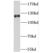 WB analysis of HeLa cells, using THRAP3 antibody (1/500 dilution).