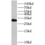WB analysis of HEK-293 cells, using THYN1 antibody (1/4000 dilution).