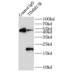 Mitochondrial Import Inner Membrane Translocase Subunit Tim17-B (TIMM17B) Antibody