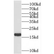 WB analysis of mouse heart tissue, using TIMM17B antibody (1/600 dilution).