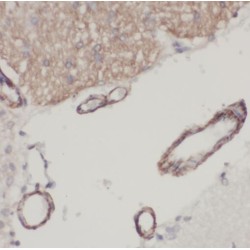Transmembrane Protein 106B (TMEM106B) Antibody