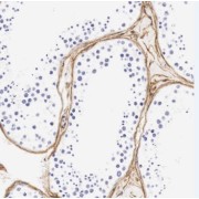 IHC-P analysis of human testis tissue, using TMEM213 antibody (1/50 dilution).